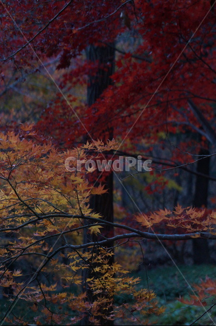가을,단풍,나무,풍경,빨강,낮,햇빛,leaf,잎,plant,식물,tree,maple