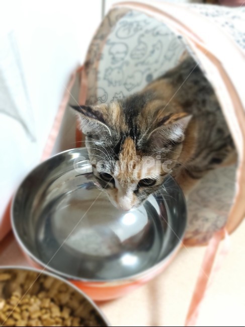 pet,고양이새끼,고양이,mammal,애완동물,animal,포유류,동물,kitten,cat,동물,animal,포유류,mammal,고양이,cat,kitten,kitty