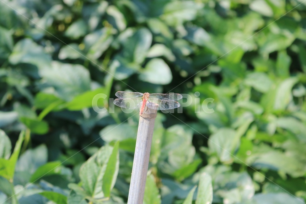 잠자리,곤충,날개,자연,초록,dragonfly,tonbo,insect,konchuu,wings,tsubasa,nature,green,midori,주황,orange,orenziiro,동물,animal,곤충,벌레,insect,bug