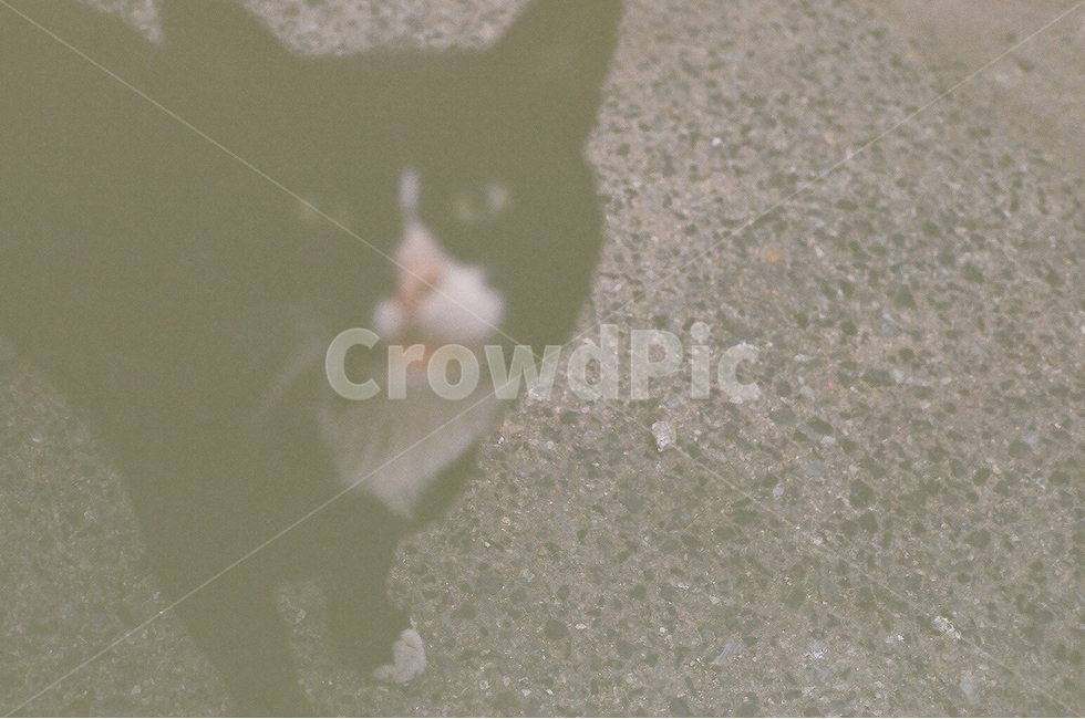 고양이,필름카메라,포유류,동물,길고양이,길냥이,냥,냥이,필름,필름감성,감성,갬성,반려동물,반려묘,애완묘,당당함,cats,filmcameras,mammals,animals,nyan,film,filmemotion,emotion,gamgi,companionanimals,tombs,pettombs,pride,동물,animal,포유류,mammal,고양이,cat,kitten,kitty