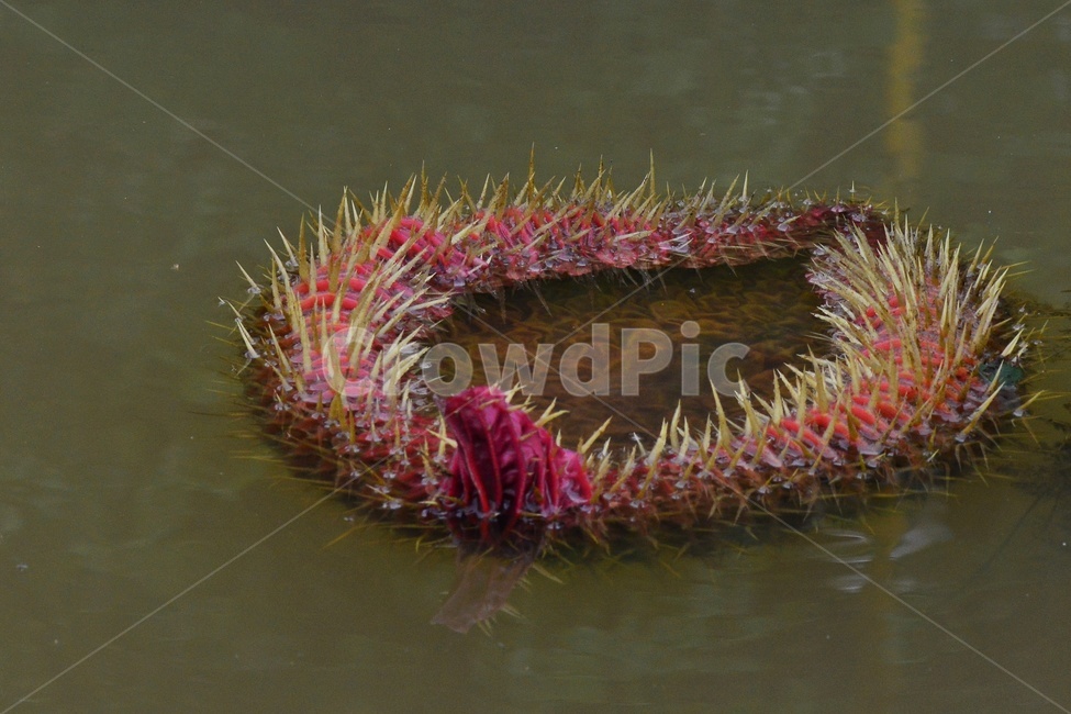 leaf,잎,plant,식물,blossom,flower,꽃,수련,연꽃,물,홍연,빅토리아연,연잎