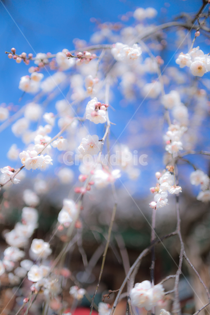 꽃,flower,매화,감성,감성사진,봄,계절,spring,season,식물,자연,plants,nature,꽃,flower,plant