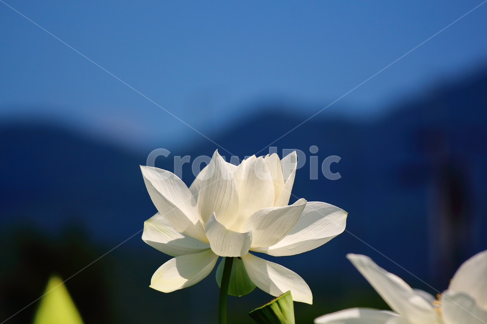 연꽃,꽃,자연,화이트,흰색,식물,풀,green,white,flower,식물,자연,plants,nature,꽃,flower