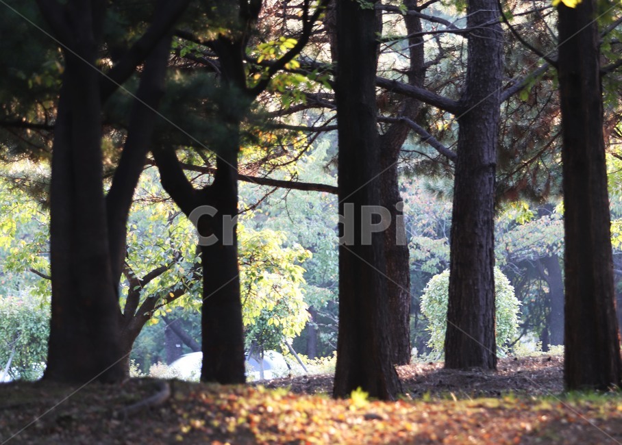 tree,나무,plant,식물,숲,식물,자연,plants,nature,나무,trees,wood