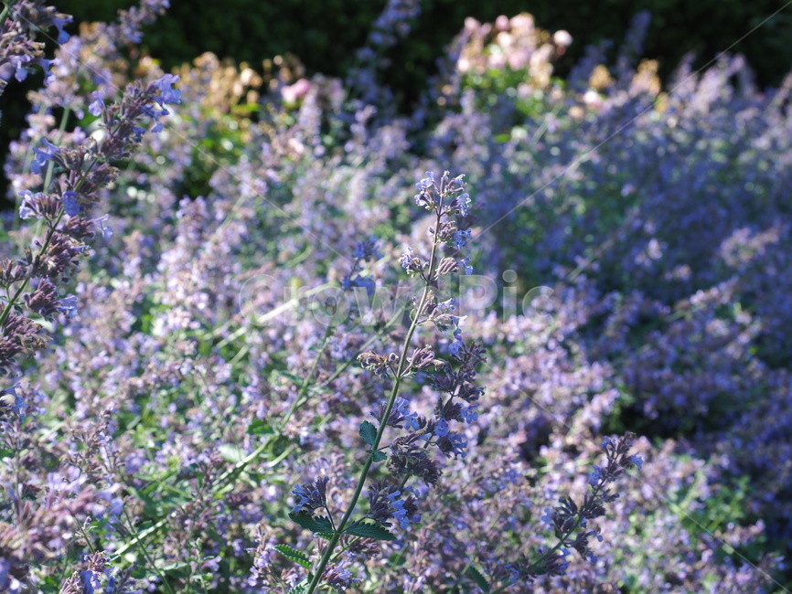 fragrance,flowers,Purple,freshness,wild grass,wind