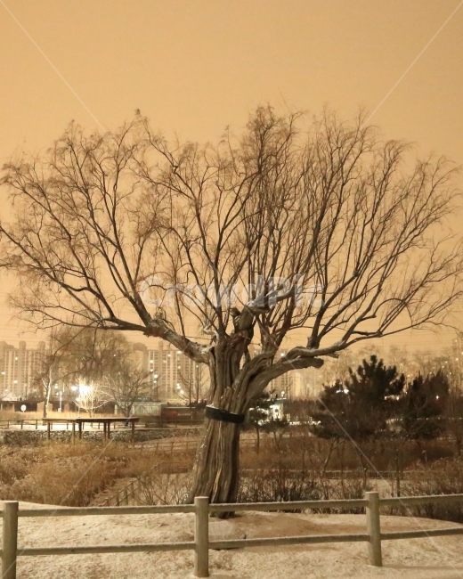 나무,겨울,새벽,눈,아침,보호수,자연,식물,자연,plants,nature,나무,trees,wood