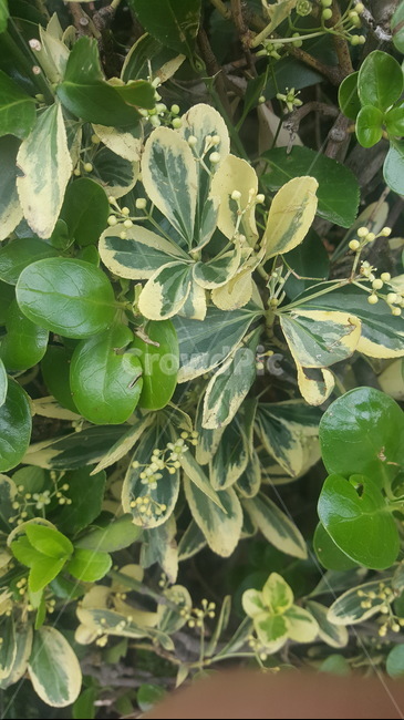 식물,plant,잎,초록색,leaf,식물,자연,plants,nature
