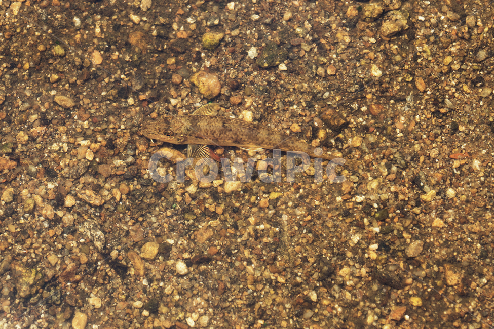 물고리,민물고기,모래무지,자연,생태,생태계,fish,freshwaterfish,어류,물고기,fish