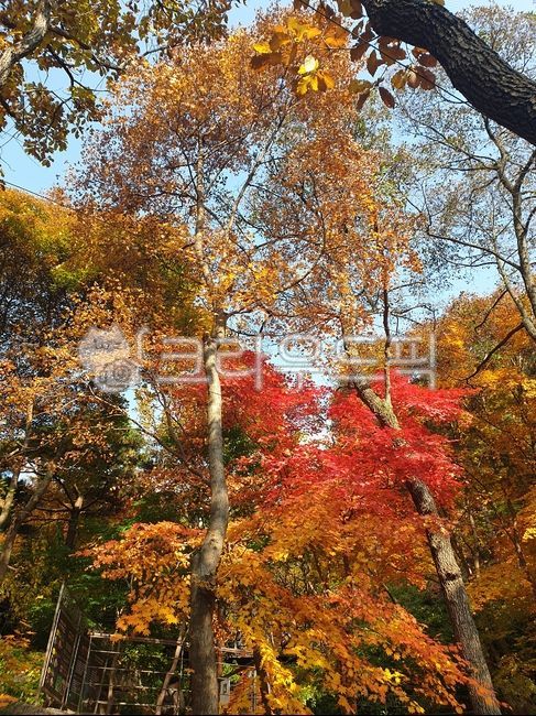 leaf, autumn, 가을, 나무, 잎, 사진,이미지,일러스트,캘리그라피 - PEACHJERRY작가