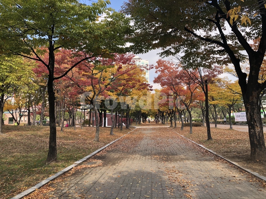 가을,산책길,공원,단풍,낙엽,가을,계절,fall,autumn,season,자연,풍경,nature,landscape,tree,나무,plant,식물,leaf,잎