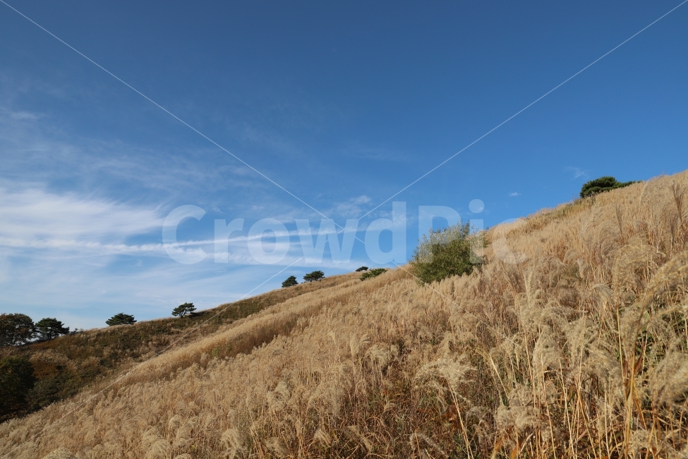 강원도,정선,민둥산,억새,풍경,자연,가을,계절,fall,autumn,season,자연,풍경,nature,landscape,outdoors,옥외,slope,경사,field,들,grassland,목초지