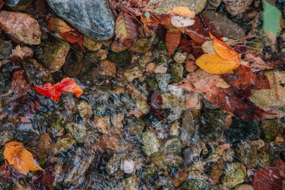 가을,낙엽,시냇물,자연,돌,풍경,감성,fall,autumn,가을,계절,fall,autumn,season,leaf,잎,plant,식물,tree,나무