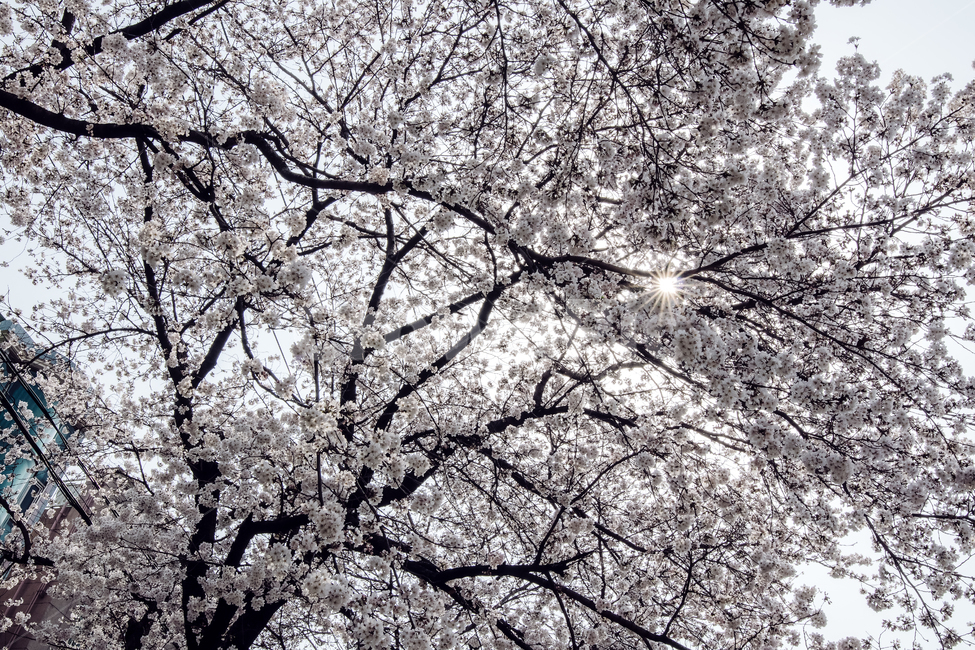 봄,꽃,벚꽃,sakura,cherry,blossom,spring,flower,봄,계절,spring,season,식물,자연,plants,nature,꽃,flower,plant