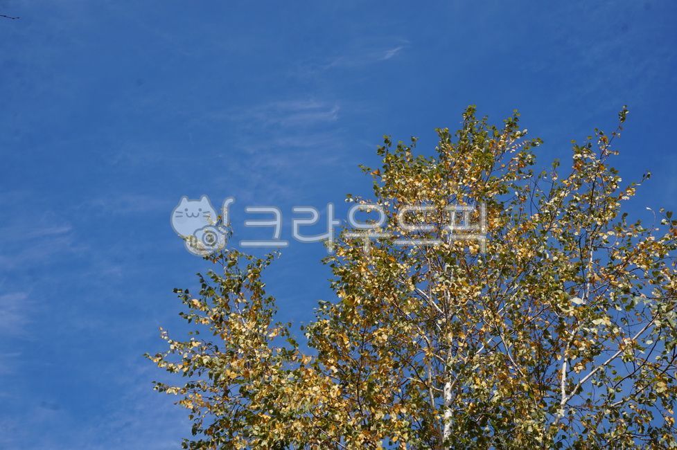 blue sky,birch tree,tree,Sky of Autumn,Maple