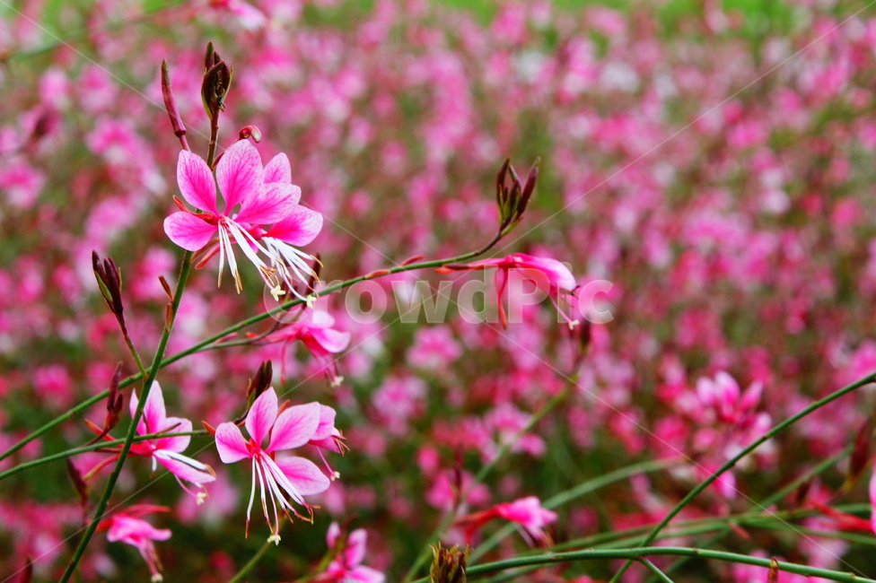 plant,식물,flower,petal,꽃잎,꽃,가우스