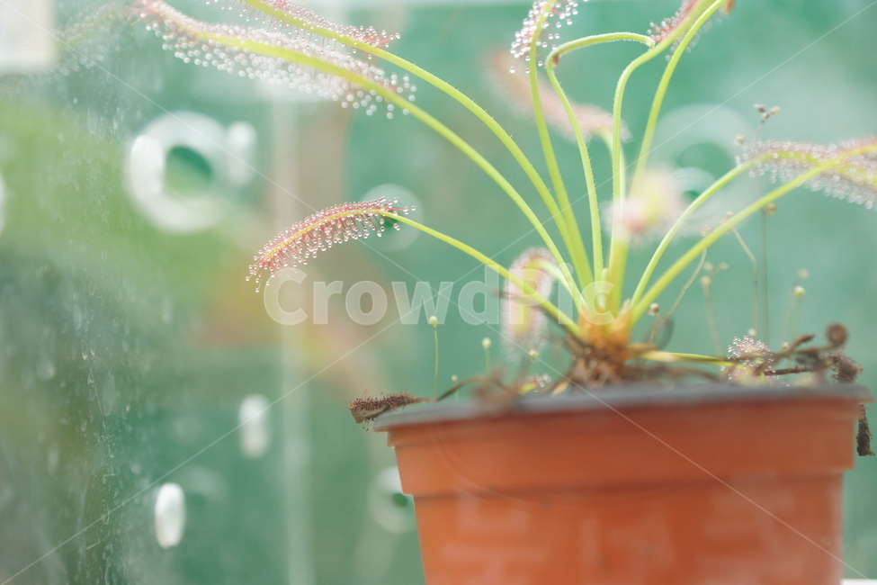 근접샷,식물,화분,식충식물,자연,작은식물,실내용화초,화분,화초,house plant