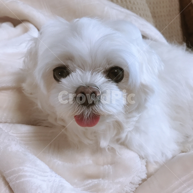 강아지,반려견,말티즈,애완동물,개,댕댕이,애완견,동물,animal,포유류,mammal,개,강아지,dog,doggy