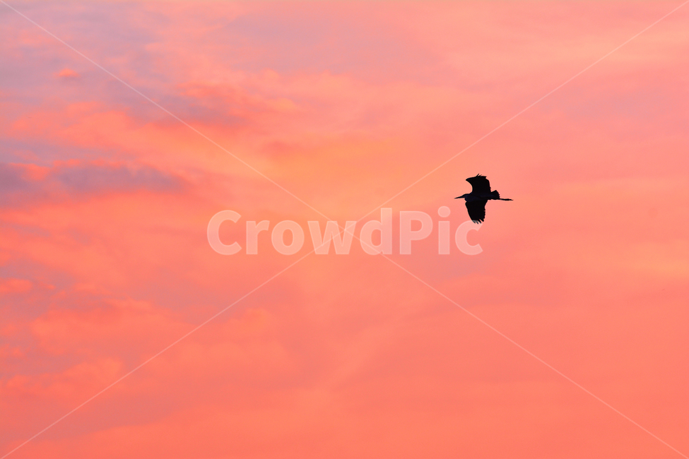 새,감성,조류,노을,석양,일몰,bird,flying,orange,색감,날다,비상,비행,한마리,1,저녁무렵,해질무렵,해질녘,하늘,구름,분위기,느낌,feeling,emotion,sensible,백로,텃새,동물,animal,귀로,동물,animal,조류,새,birds,실루엣,그림자,silhouette,shadow