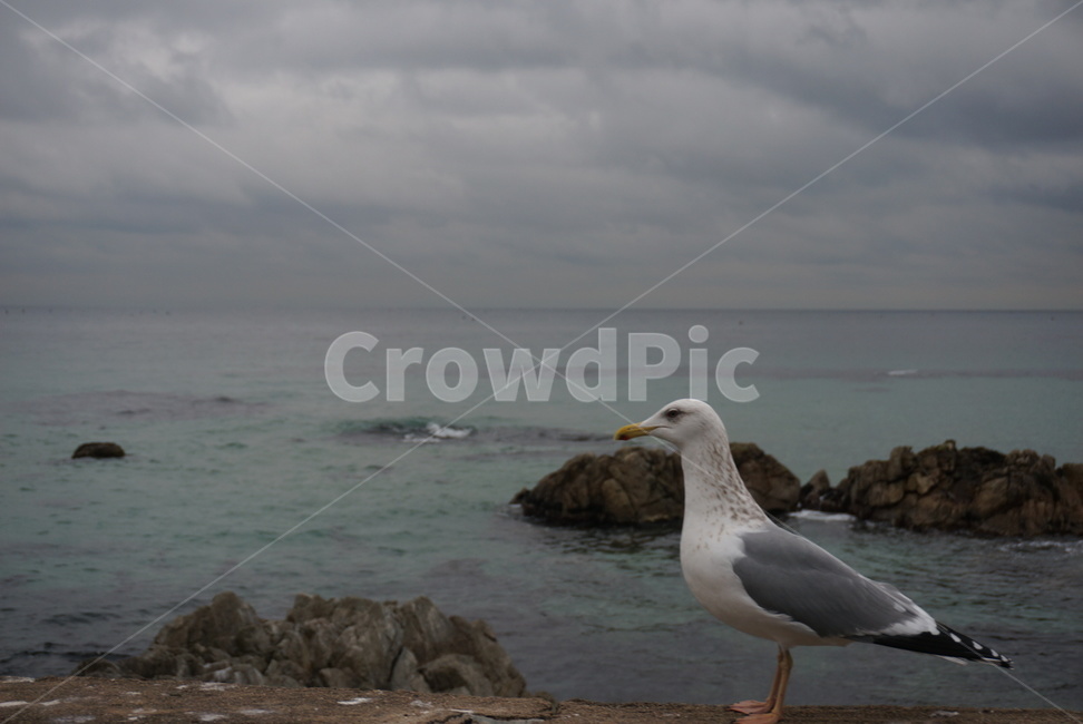 바다,풍경,동물,갈매기,파도,동물,animal,조류,새,birds