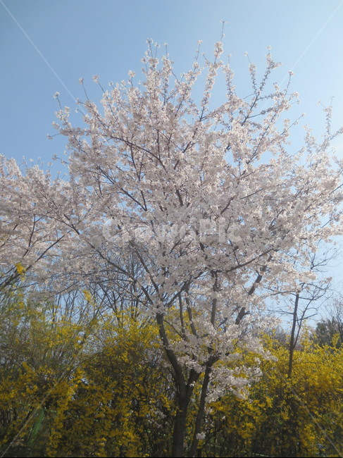 blossom,벚꽃,봄꽃,cherryblossom,꽃나무,계절,식물,자연,plants,nature,꽃,flower,감성,sensiblefeeling,봄,flowers,풍경,spring,season,나무,trees,tree,plant