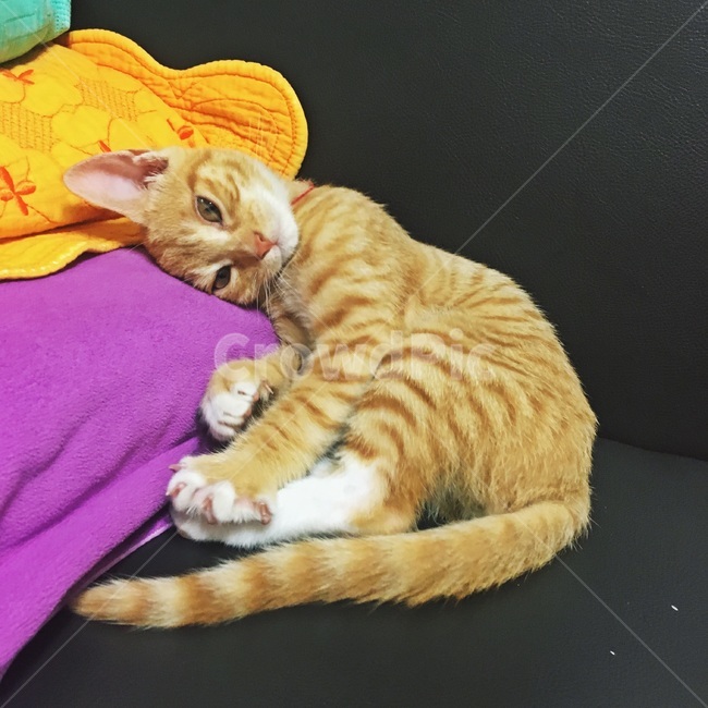 고양이,코숏,치즈코숏,코리아숏헤어,새끼고양이,아깽이,캣초딩,애기고양이,cat,반려묘,반려동물,동물,새끼,아기,애기,animal,동물,animal,포유류,mammal,고양이,cat,kitten,kitty
