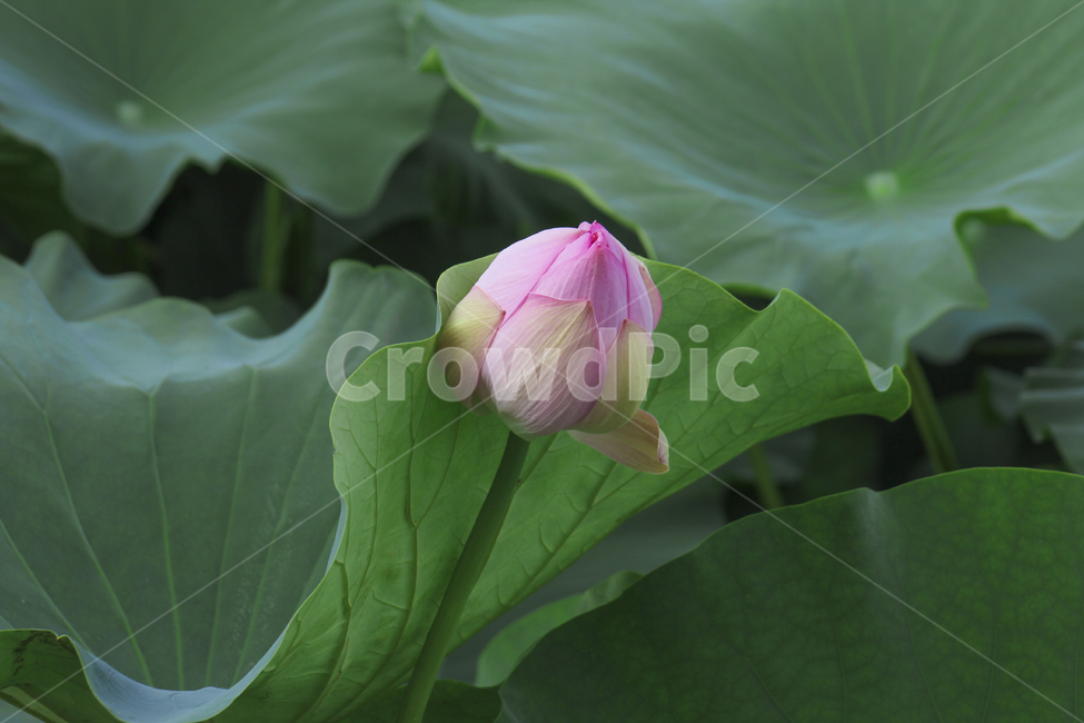 연꽃,수련,꽃,식물,연잎,꽃봉우리,꽃망울,부처님오신날,lotus,blossom,flower,sprout,plant