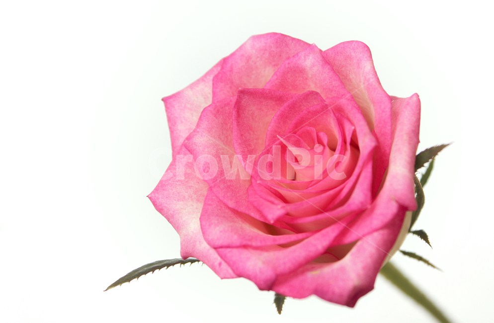 꽃,장미,장미꽃,핑크,생화,rose,flower,pink,신선한,식물,사랑,로맨스,love,romantic,roseflower,fresh,plant,흰배경,플라워,자연,꽃,flower,누끼,remove background