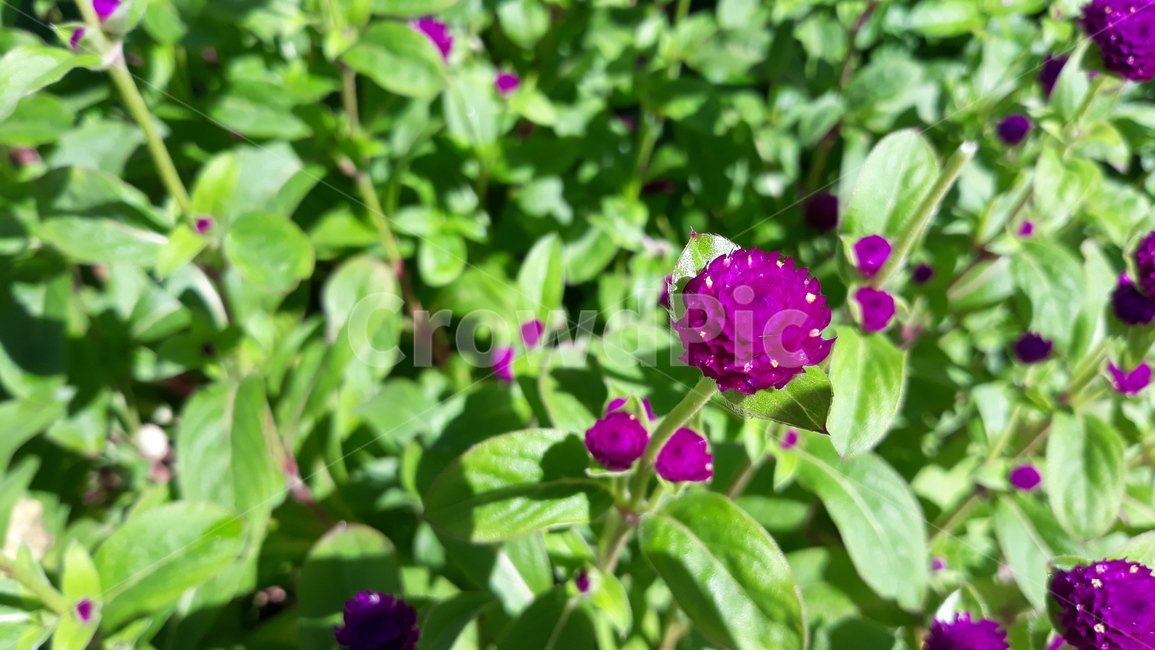 식물,plant,꽃,flower,천일홍,보라색꽃,색감,초록색보라색,자연,nature,식물,자연,plants,nature