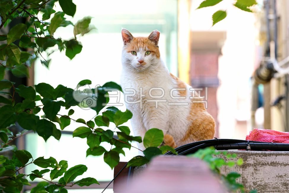 Meow,wild animals,Pets,pet cat,stray cat,cat,pet
