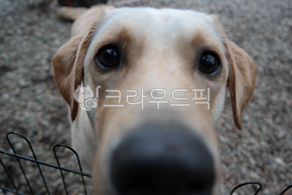 animal,동물,개,labradorretriever,래브라도리트리버,애완동물,반려동물,dog,mammal,pet