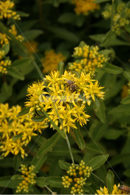 기린초,식물,flower,plants,nature,꽃,꽃봉오리,꽃밭,식물,자연,plants,nature,꽃,flower
