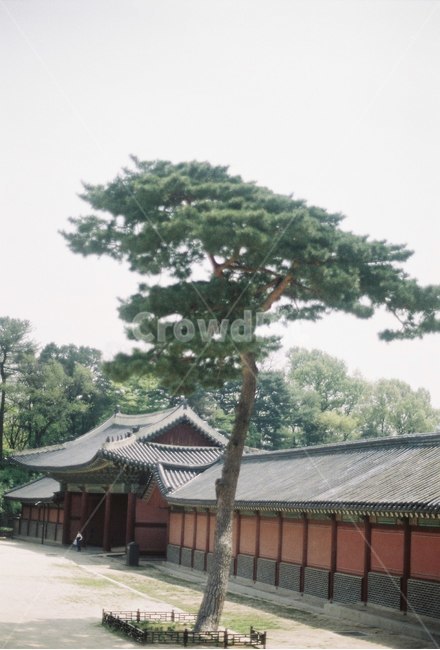 한옥,전통기와,기와집,한국전통,기와,창덕궁,한국전통,한국문화,korean traditional,korean culture,랜드마크,landmark,tourist attraction,한국랜드마크,한국관광지,한국명소,korea landmark,korea tourist attraction,식물,자연,plants,nature,나무,trees,wood,건축물,건물외관,exterior,building,structure,architecture,construction