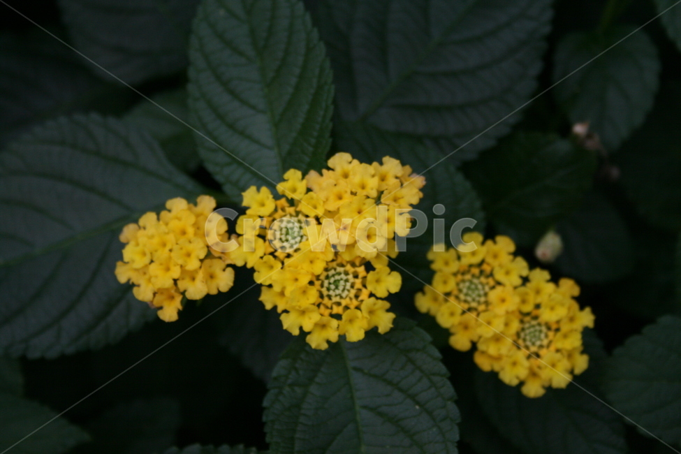 꽃,허브,온실,식물,plant,식물,자연,plants,nature,꽃,flower