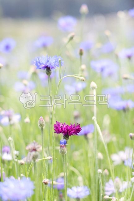 꽃,식물,관상용,수레국화,독일국화,flower,cornflower