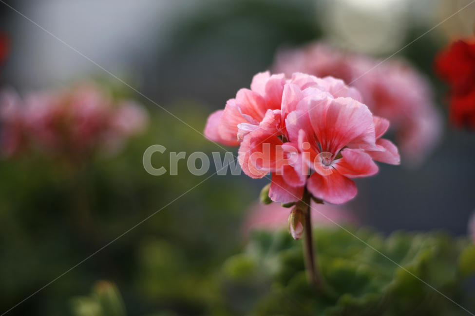 분홍,봄,꽃,봄꽃,아웃포커싱,식물,자연,plants,nature,꽃,flower