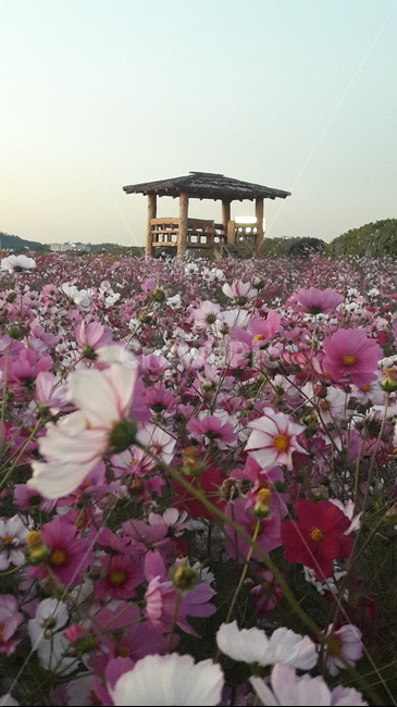 계양,꽃마루,코스모스,가을,꽃,식물,자연,plants,nature,꽃,flower