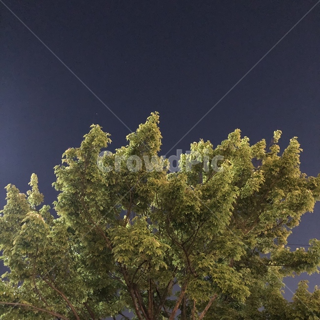 봄,나무,하늘,배경,밤,spring,tree,sky,night,감성