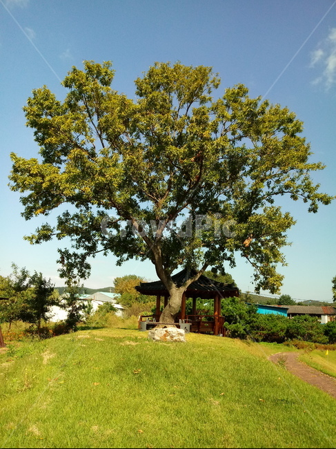 나무,tree,floor,식물,상수리나무,정자,나무줄기,skantdlv,leaf,식물,자연,plants,nature,나무,trees,wood