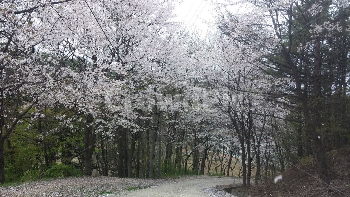 벚꽃,꽃,자연,나무,산책,식물,자연,plants,nature,꽃,flower,나무,trees,wood