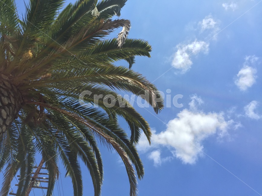 tree,palmtree,나무,plant,식물,야자수,arecaceae,식물,자연,plants,nature,나무,trees,wood