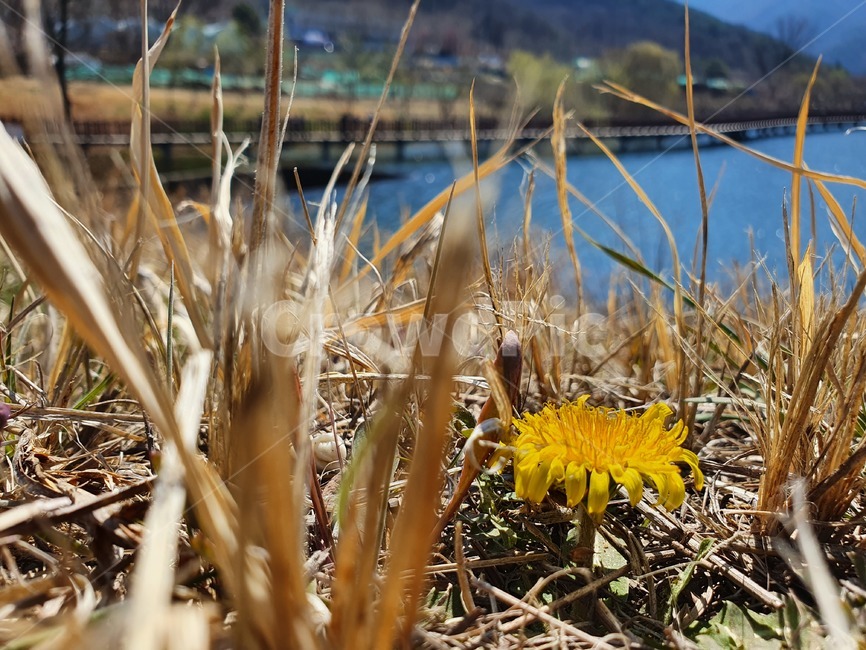 grass,잔디,plant,식물,민들레,꽃,자연,계절,봄꽃,봄