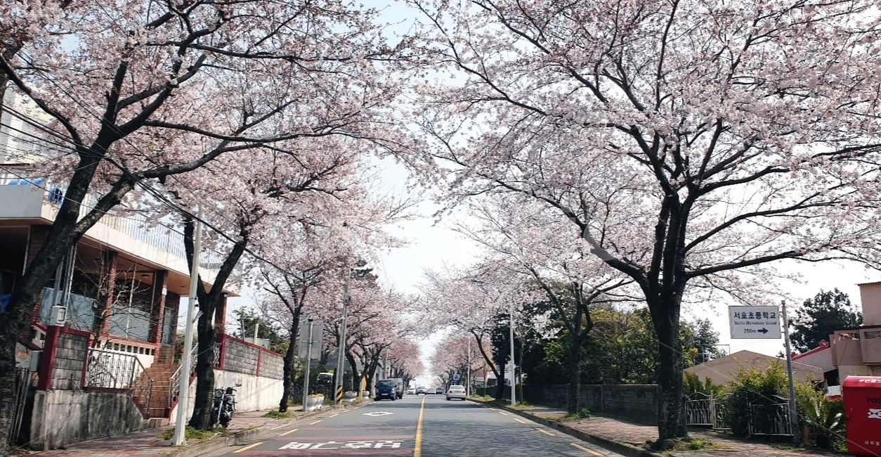 벚꽃,제주풍경,서귀포,제주봄풍경,제주,제주벚꽃,봄날,봄,계절,spring,season,plant,식물,blossom,꽃,flower,asphalt,아스팔트