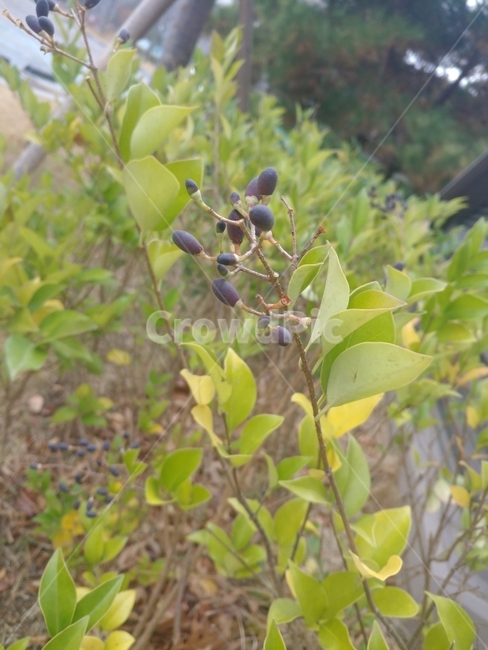 열매,파란,보라,식물,꽃,초록,식물,자연,plants,nature,과일,열매,fruit