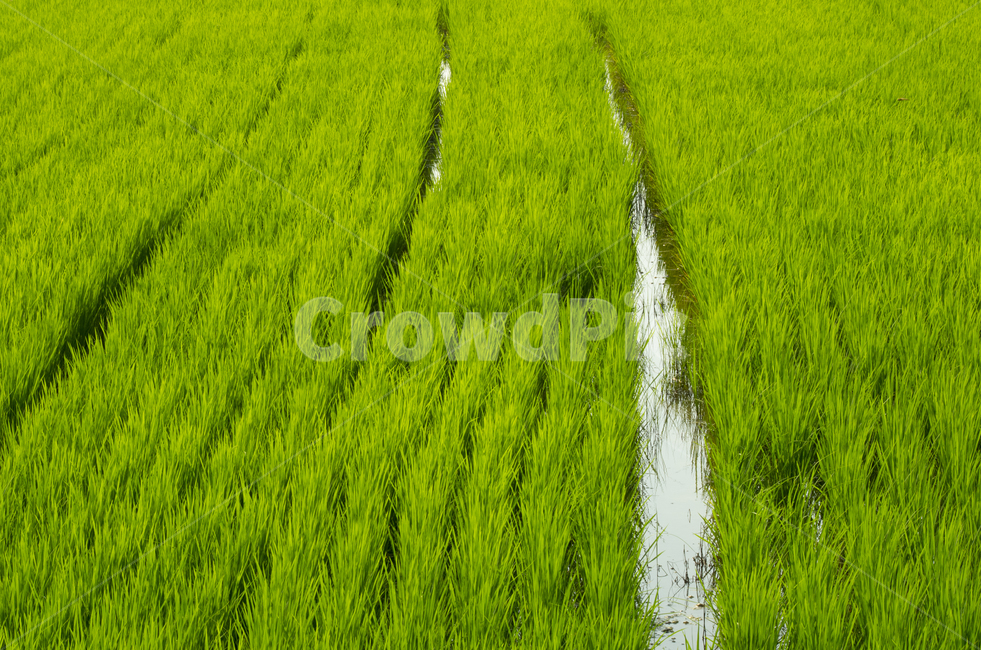 논,여름,논두렁,초록,벼,농업,농사,agriculture,farming,farming industry
