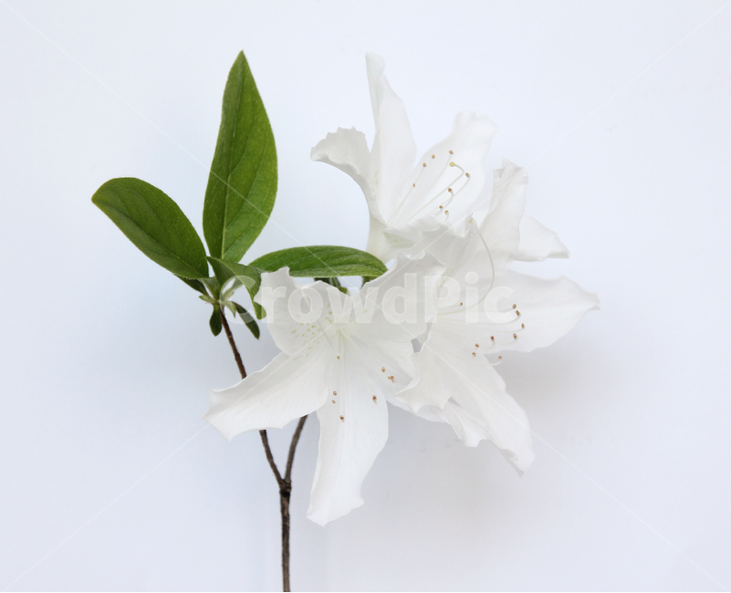 azaleas,azaleasflowers,closeup,decoration,detail,flower,fresh,green,leaf,leaves,macro,natural,nature,plant,royalazaleablossom,whiteazaleasflowers,철쭉,철쭉꽃,클로즈업,디테일,꽃,신선한,그린,녹색,잎,나뭇잎,잎사귀,자연,식물,플라워,흰색,화이트,흰배경,진달래,꽃,flower