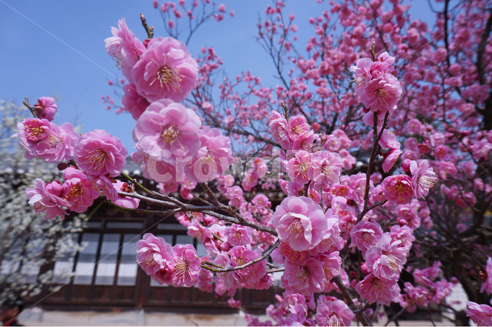 현충사,홍매화,꽃,봄,핑크,풍경,식물,자연,plants,nature,꽃,flower
