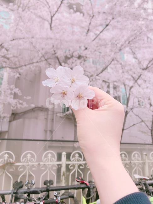 벚꽃,벚꽃축제,벚꽃나무,하얀벚꽃,봄