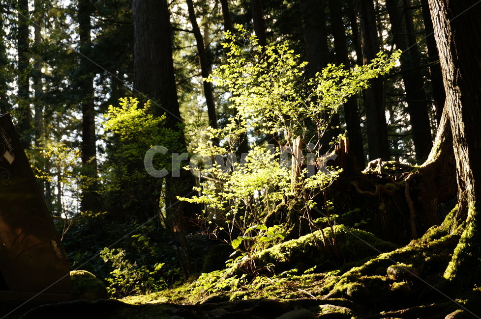 숲,나무,산,자연,햇빛,등산,소나무,침엽수,캐나다,자연물,tree,forest,mountain,canada,자연,풍경,nature,landscape,plant,식물,tree trunk,나무 줄기
