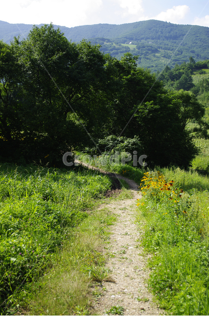 들,자연,nature,길,나무,풍경