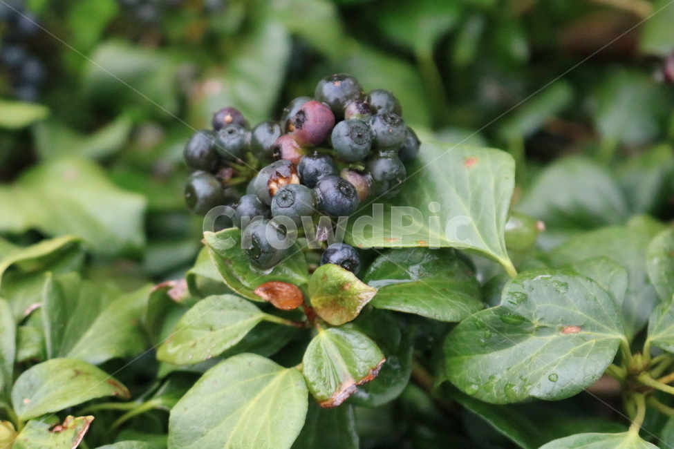 fruit,과일,식물,plant,nature,자연